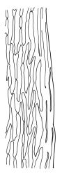 Dicranoloma robustum representative growth form, mid laminal cells at margin. Drawn from R.P. Buxton 434, CHR 436824, A.J. Fife 8402, CHR 460630, and A.J. Fife 7526, CHR 406908.
 Image: R.C. Wagstaff © Landcare Research 2018 